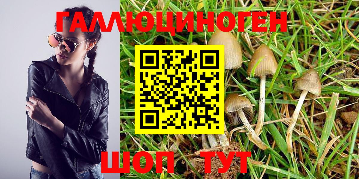 Псилоцибиновые грибы Psilocybine cubensis Владимир